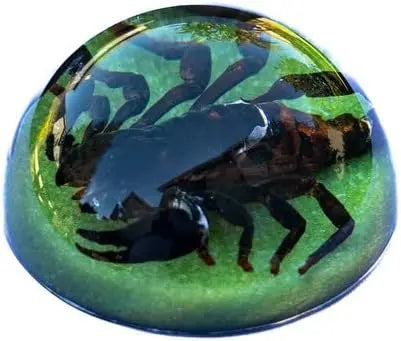 Dark Brown Scorpion Paperweight Trendy Zone 21