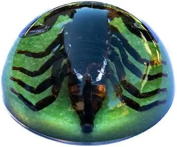 Dark Brown Scorpion Paperweight Trendy Zone 21