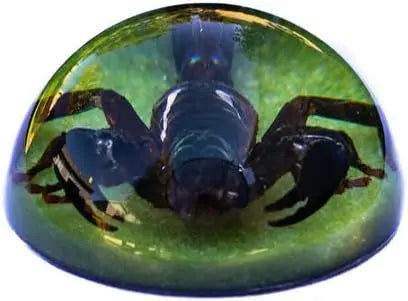 Dark Brown Scorpion Paperweight Trendy Zone 21