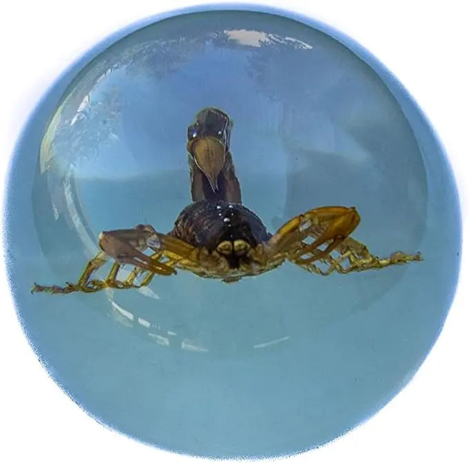 Real Insect Brown Scorpion Paperweight Trendy Zone 21