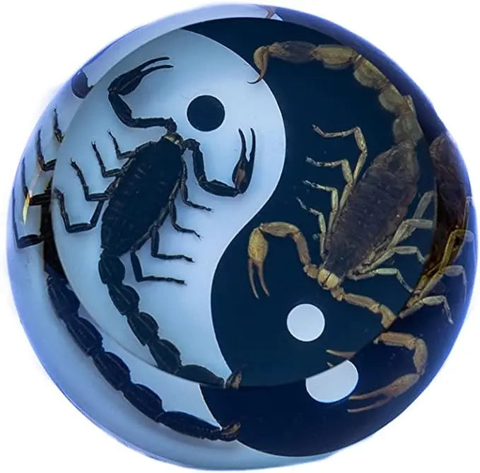 Real Insect 2 Scorpions (Black & Brown) Paperweight Yin Yang Trendy Zone 21