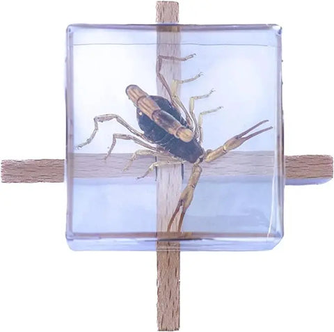 Real Insect Brown Scorpion Cube with Display Stand Trendy Zone 21