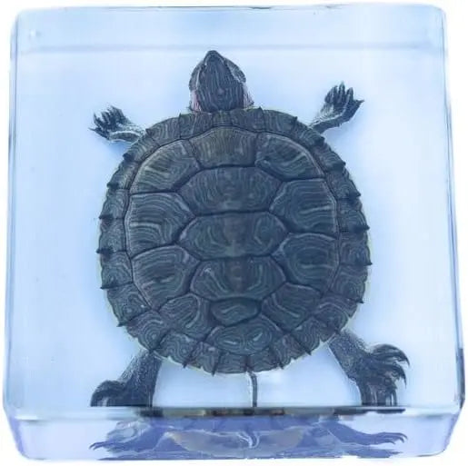 Green Turtle Paperweight Trendy Zone 21