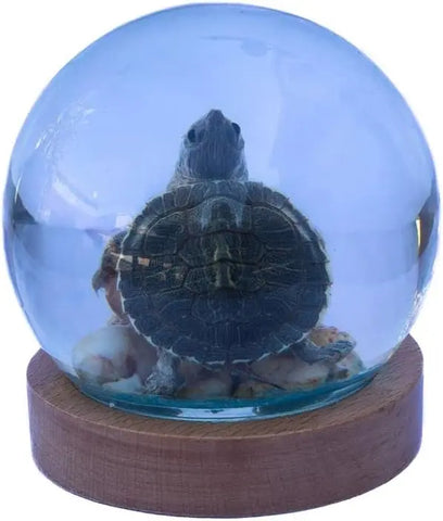 Green Turtle Globe Trendy Zone 21