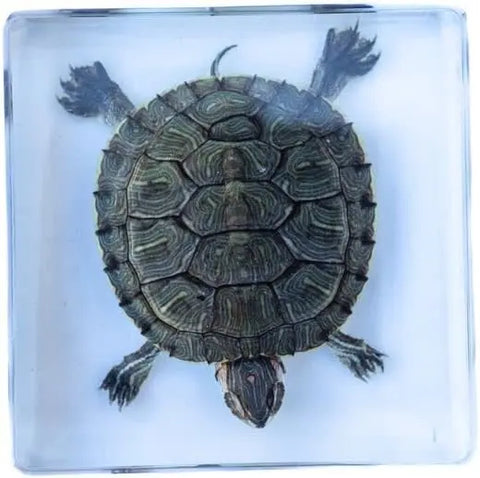 Green Turtle Paperweight Trendy Zone 21