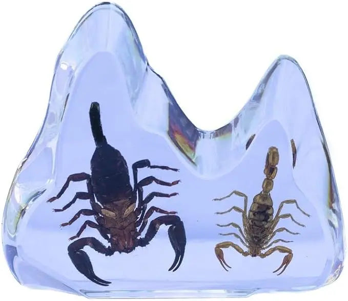 Real Insect Scorpion (Black & Brown) Table Décor Trendy Zone 21