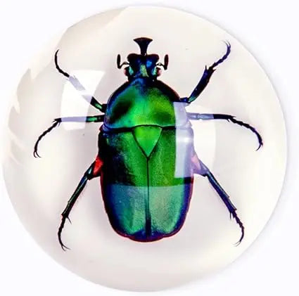 Brown Green Rose Chafer Beetle Paperweight Trendy Zone 21