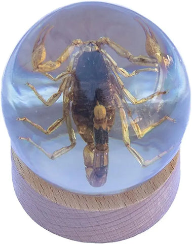 Real Insect Brown Scorpion Globe Trendy Zone 21