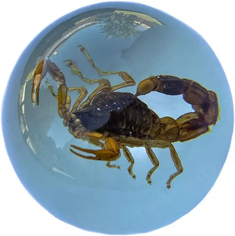 Real Insect Brown Scorpion Paperweight Trendy Zone 21