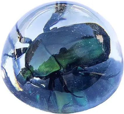 Brown Green Rose Chafer Beetle Paperweight Trendy Zone 21