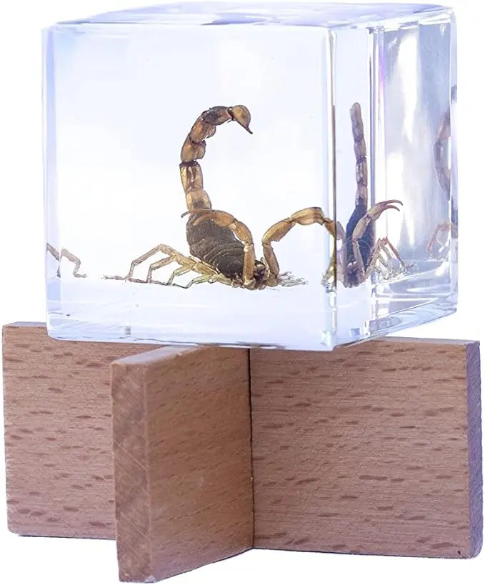 Real Insect Brown Scorpion Cube with Display Stand Trendy Zone 21