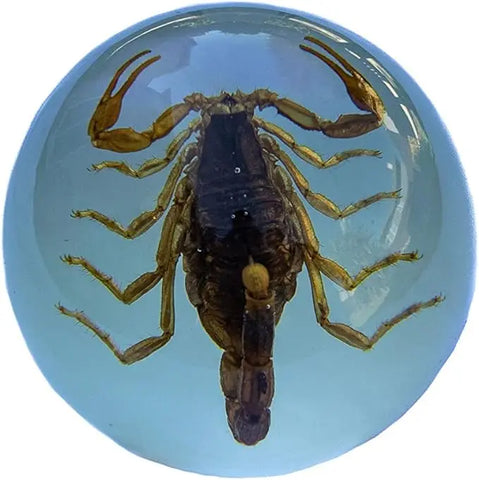 Real Insect Brown Scorpion Paperweight Trendy Zone 21