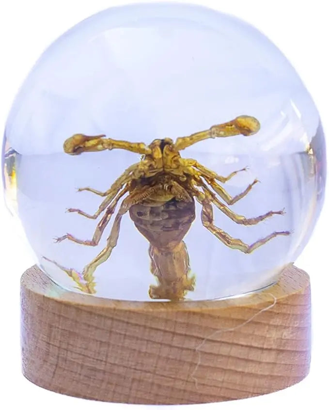 Real Insect Brown Scorpion Globe Trendy Zone 21