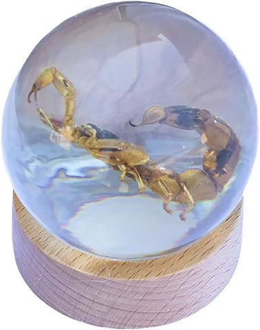 Real Insect Brown Scorpion Globe Trendy Zone 21