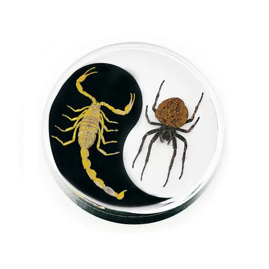 Crystal Clear Scorpion & Spider Paperweight Trendy Zone 21