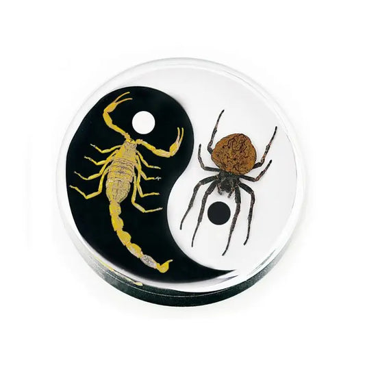 Crystal Clear Scorpion & Spider Paperweight Trendy Zone 21