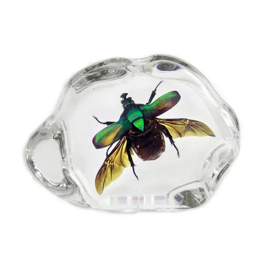 Green Chafer Beetle Decoration