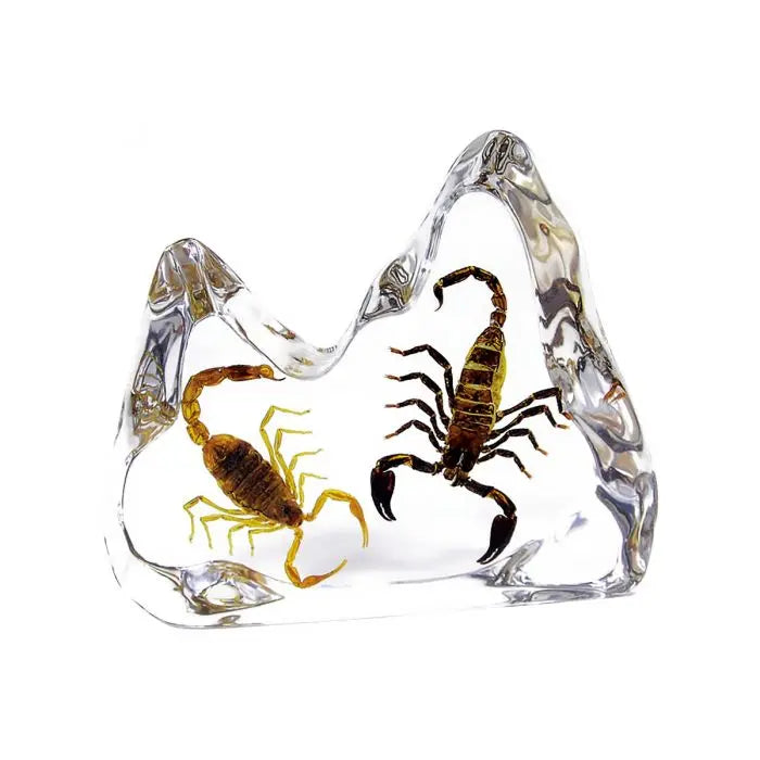 Real Insect Scorpion (Black & Brown) Table Decor Trendy Zone 21