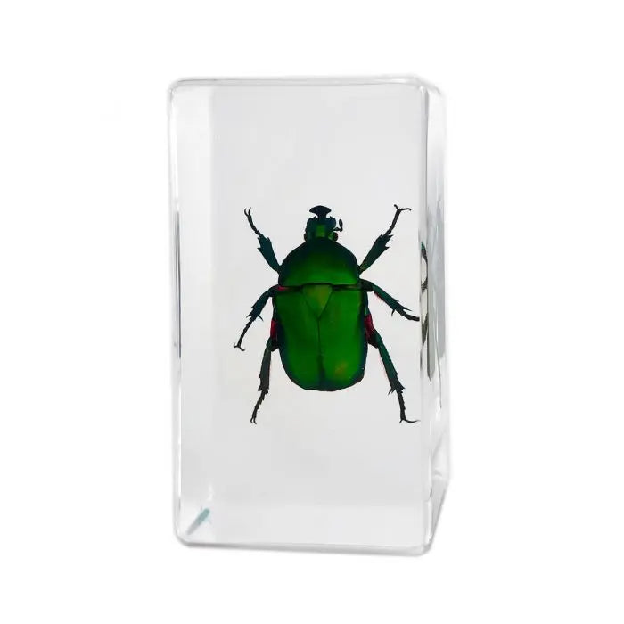 Green Rose Chafer Beetle Paperweight Trendy Zone 21