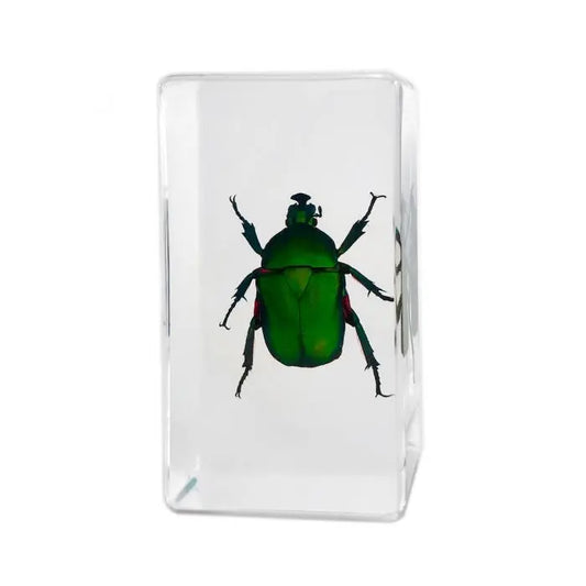 Green Rose Chafer Beetle Paperweight