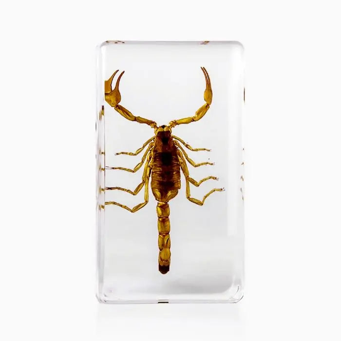 Scorpion Paperweight Trendy Zone 21