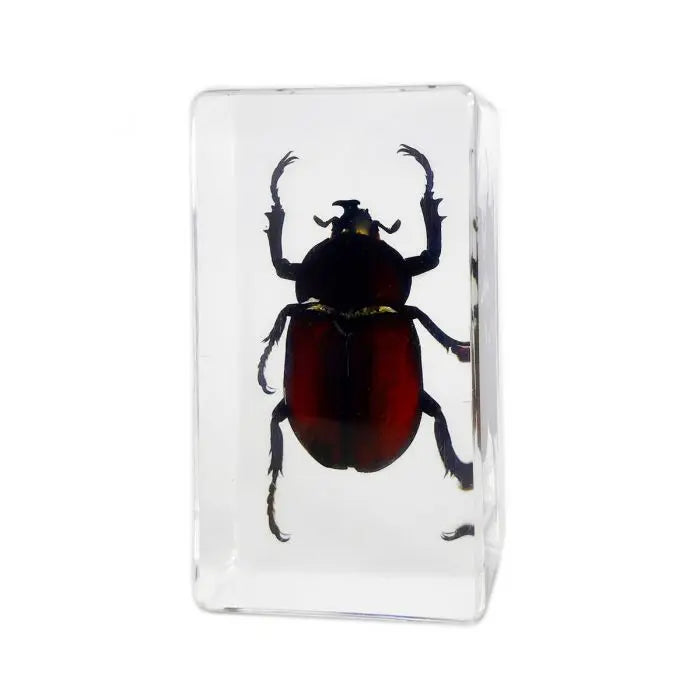 Rhinoceros Beetle Paperweight Trendy Zone 21