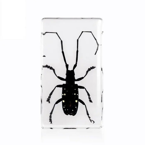 Locust Paperweight Asian Longhorned Beetle Paperweight Trendy Zone 21