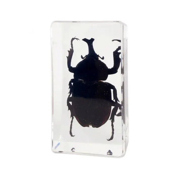 Antler Horned Beetle Paperweight Trendy Zone 21