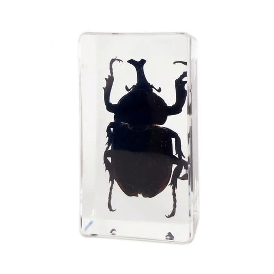 Antler Horned Beetle Paperweight