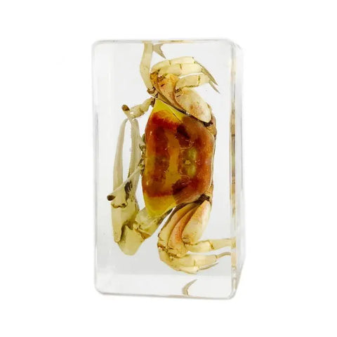 Antler Horned Beetle Paperweight Trendy Zone 21