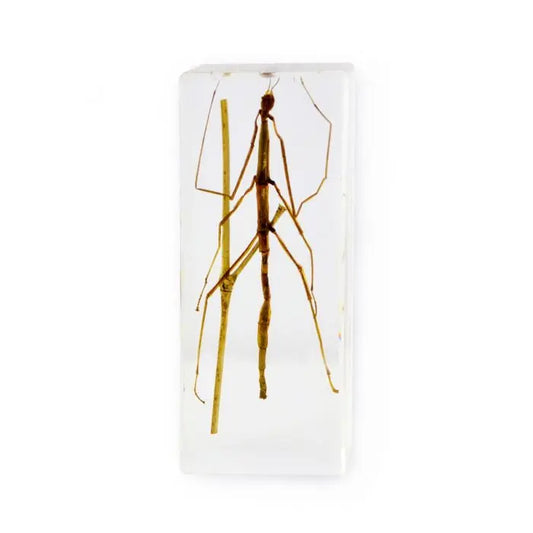 Stick Insect Paperweight (Large)