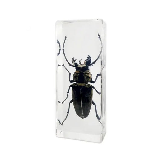 Trictenotomid Beetle Paperweight (Large)