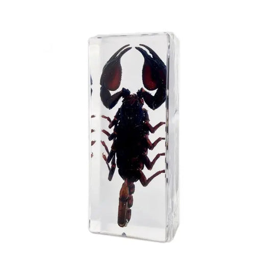 Black Scorpion Paperweight (Large)
