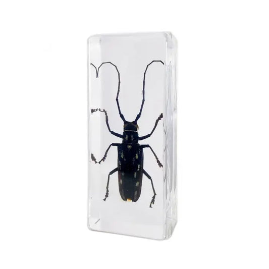 Longhorned Beetle Paperweight (Large)