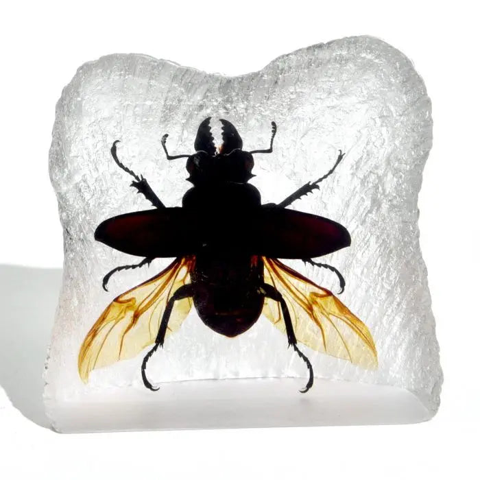 Real Blackish Stage Beetle with open wings Trendy Zone 21