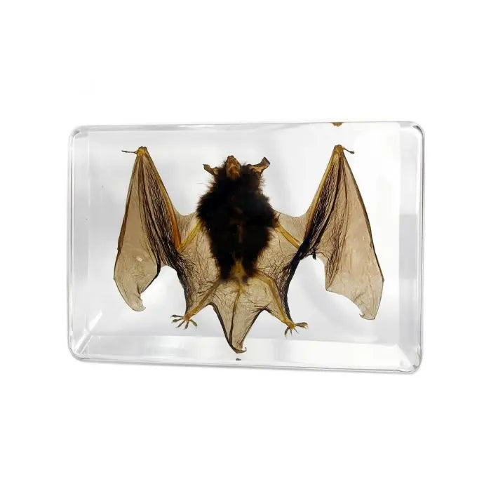 Bat Decoration Trendy Zone 21