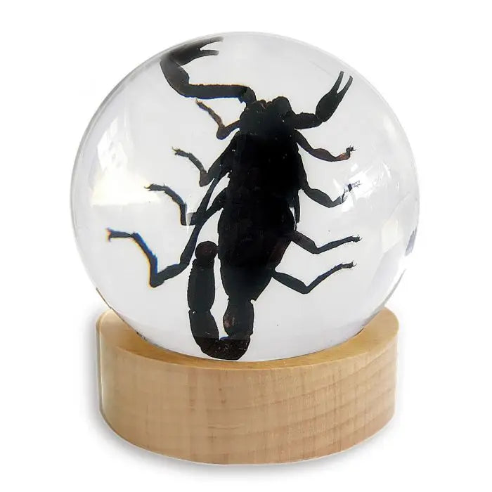 Black Scorpion Globe Decoration Trendy Zone 21