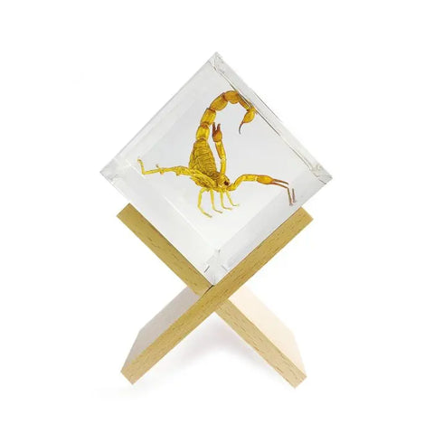 Scorpion Cube Decoration Trendy Zone 21