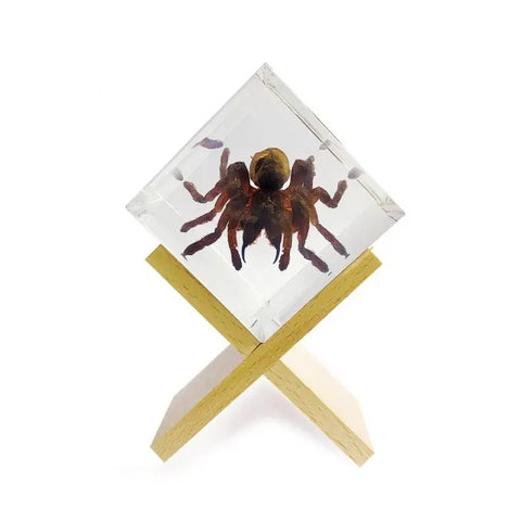 Tarantula in Cube Decoration Trendy Zone 21