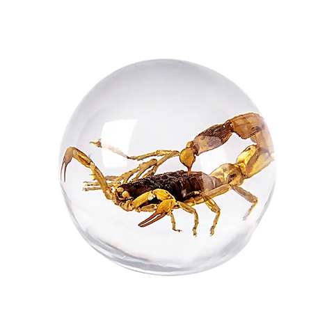 Scorpion Globe Decoration Trendy Zone 21