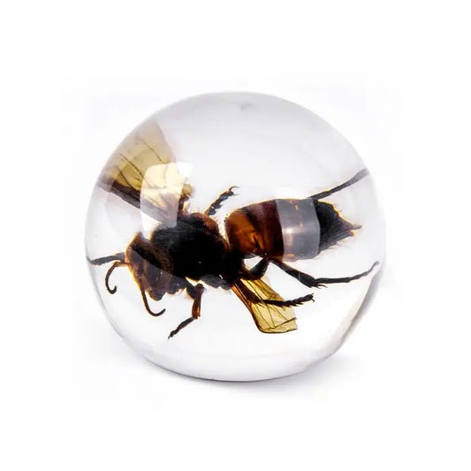 Wasp Globe Decoration