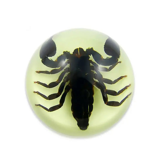 Black Scorpion Half-dome Paperweight (Glows-In-The-Dark)