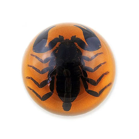 Black Scorpion Half-dome Paperweight(Orange)