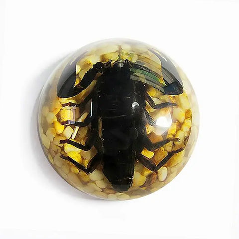 Black Scorpion Half-dome Paperweight Trendy Zone 21