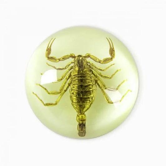Scorpion Half-dome Paperweight (Glows-In-The-Dark)